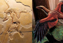 mondo che cambia dinosauri