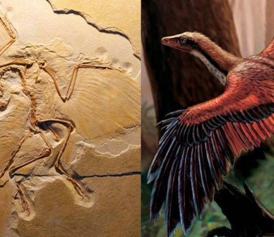 mondo che cambia dinosauri