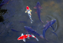 acquaponica