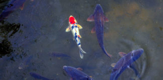 acquaponica