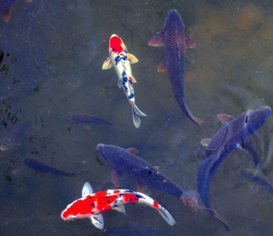 Acquaponica, allevamento e coltivazione del futuro acquaponica