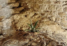 piantina
