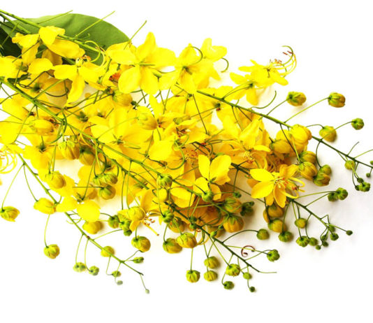 Fiori Maggio