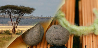 seedball