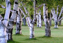 alberi