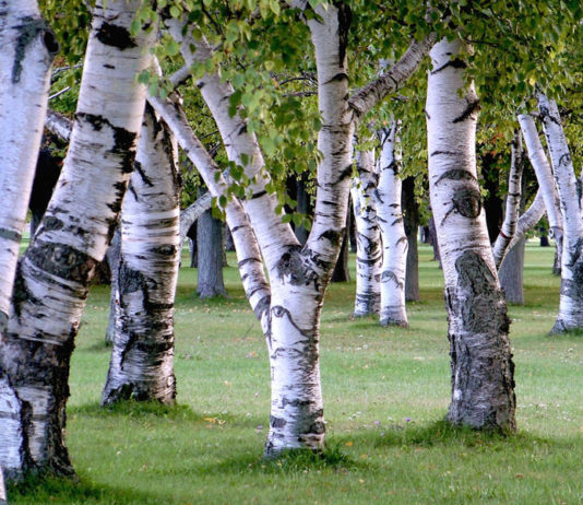 Wood wide web alberi