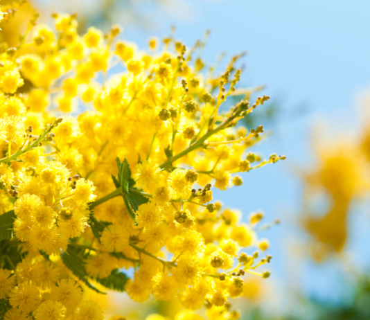 8 MARZO, la Salute è Donna