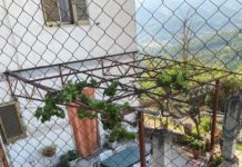 Coltivazione della vite