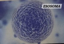 gli esosomi