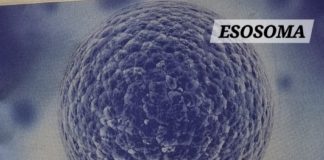 gli esosomi