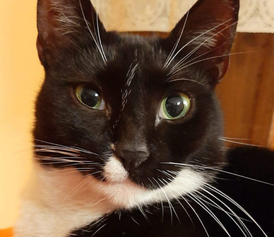 LA LUNGA STORIA DEL GATTO, “MYEU” PER GLI ANTICHI EGIZI