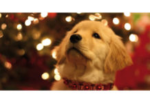 Natale a quattro zampe: una questione di famiglia!