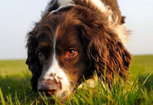 ATTRAVERSO I MIEI OCCHI: Il mondo percettivo del cane