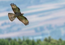 Biodiversamente Valnerina: natura, scienza e comunità si incontrano tra i monti umbri