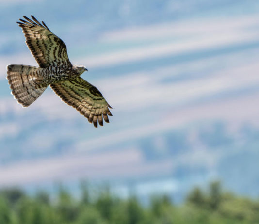 Biodiversamente Valnerina: natura, scienza e comunità si incontrano tra i monti umbri