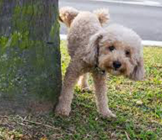 LA COMUNICAZIONE OLFATTIVO-FEROMONALE DEL CANE