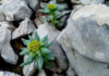 ANCHE TRA LE ROCCE NASCONO I FIORI